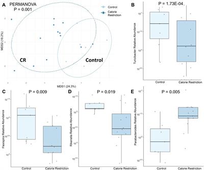 Calorie restriction during gestation impacts maternal and offspring fecal microbiome in mice